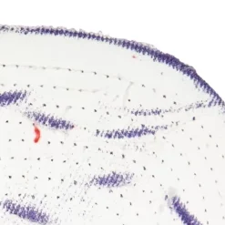 Mitchell & Ness Snapback-Ssbsts Snapback Hwc Toronto Raptors